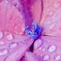 雨の季節のお花畑