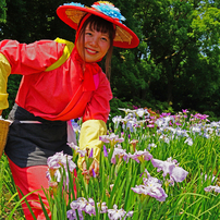 花菖蒲娘　目線 ありがとう