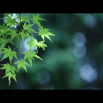 SIGMA(シグマ)のレンズ APO MACRO 180mm F3.5 EX IF HSM で撮影した