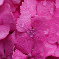 紫陽花　-雨上がり-