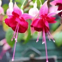 CANON(キヤノン)のレンズ EF-S60mm F2.8 マクロ USM で撮影した写真