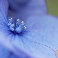 小さな花