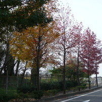 東沖緑地近くの紅葉並木