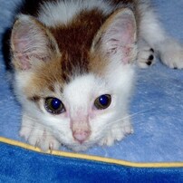 子猫アミちゃん