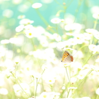 チョウ　花となる