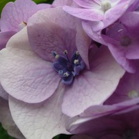 PANASONIC(パナソニック)のデジタルカメラLUMIX DMC-FS2 で撮影した