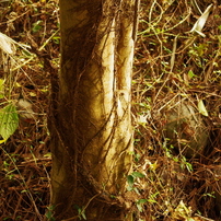 trees