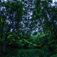 SAMYANG(サムヤン)のレンズ 8mm F3.5 UMC FISH-EYE CS II