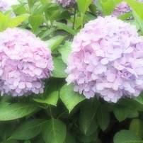 ファンタジー紫陽花
