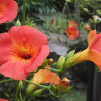 FUJIFILM(富士フイルム)のデジタルカメラFinePix Z1100EXR で撮影した