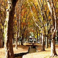 NIKON(ニコン)のレンズ Ai AF Nikkor 85mm f/1.8D で撮影した