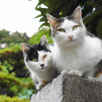 猫箱2010