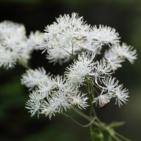 花草木 －４５