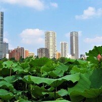 上野不忍池の蓮③