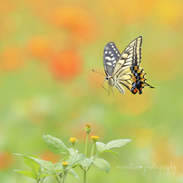 Lovely Butterflies☆.。.:*・