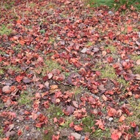 紅葉５