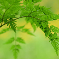 六甲高山植物園