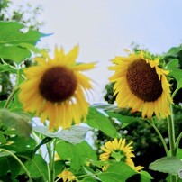 TOKINA(トキナー)のレンズ EMZ 280AF II (ﾍﾟﾝﾀｯｸｽ用) で撮影した写真