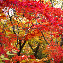 紅葉に染める
