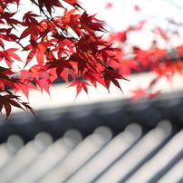 autumn leaves in Kyoto Oohara