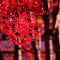 Fly into RED