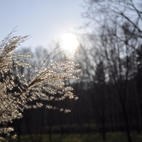 晩秋の苗穂公園