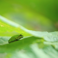 カエルの写真 画像 写真集 写真共有サイト Photohito