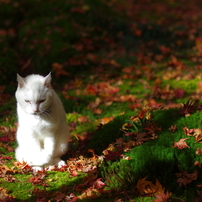 11/21祇王寺　もみじぬこ