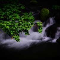 湧水の郷 2019