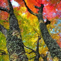 岡城阯の紅葉 2010