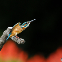 NIKON(ニコン)のレンズ Ai AF-S Teleconverter TC-14E II で撮影した