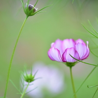 秋桜