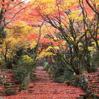 参道の紅葉