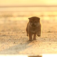 犬の写真 画像 写真集 写真共有サイト Photohito