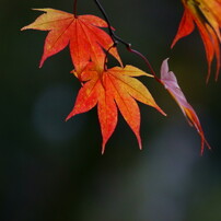 箕面の紅葉