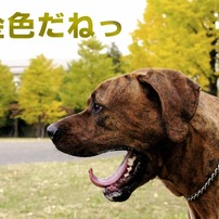 土佐犬 ペットの情報 価格 Com