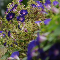 ♥◇美品 フード付 ◇TAMRON 24-135mm マクロ ニコン ♥◇美品 フード付 ◇TAMRON 24-135mm マクロ ニコン Amazon.com