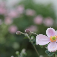 こなつ的写真論。