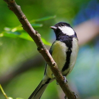 PENTAX(ペンタックス)のレンズ HD PENTAX-DA 560mmF5.6ED AW で撮影