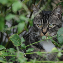 TAMRON(タムロン)のレンズ AF 24-135mm F/3.5-5.6 AD ASPHERICAL [IF