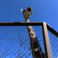 京都市動物園