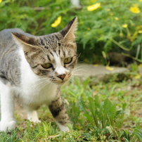 TAMRON(タムロン)のレンズ AF 24-135mm F/3.5-5.6 AD ASPHERICAL [IF