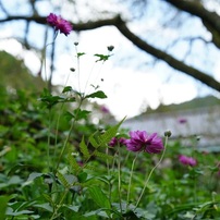 石垣の花　山寺にて