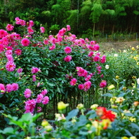 FUJIFILM(富士フイルム)のフィルムカメラGA645Zi Professional で撮影