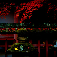 Fallen leaves in Nara