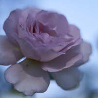 薔薇の写真です。