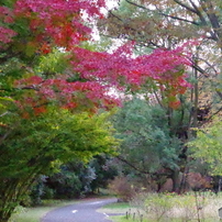 紅葉シリーズ