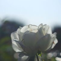 落日.　Ⅱ