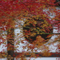 あきのあきのこないあかい写真