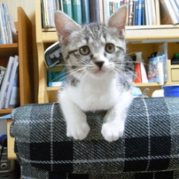 Cat on a chair